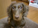 ハナの写真