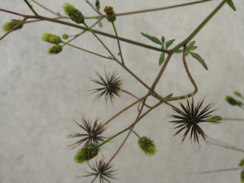 シロノセンダングサ